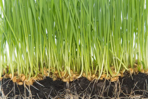 Mladé sazenice kapusty zelené pšenice — Stock fotografie