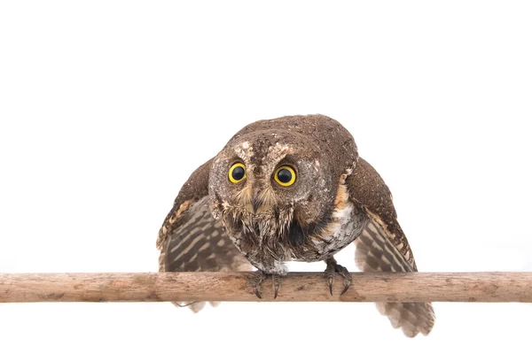 Oriental scops coruja isolado no fundo branco — Fotografia de Stock