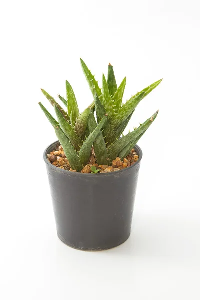 Aloe planta casa em um pote, isolado no fundo branco — Fotografia de Stock