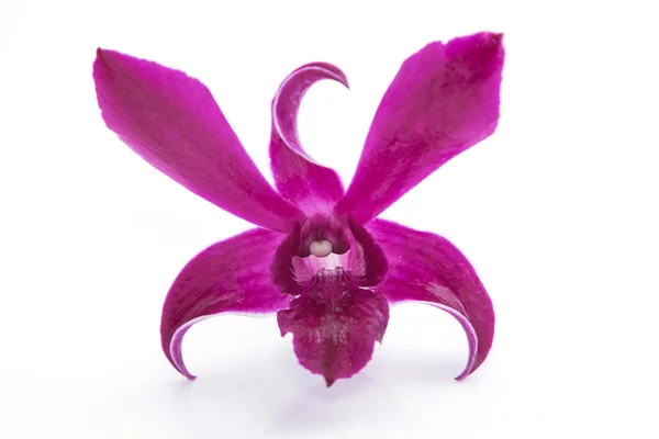 Fechar flores de orquídea violeta no fundo branco — Fotografia de Stock