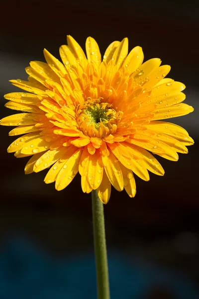 Flor de gerbera amarela, sobre fundo preto — Fotografia de Stock