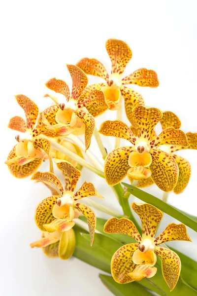 Stiel gelb gefärbter Orchideen auf weißem Hintergrund — Stockfoto