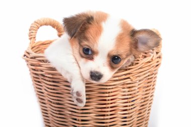 sepet içinde çok güzel Chihuahua köpek yavrusu 