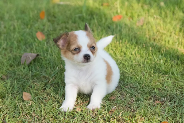 庭で愛らしいチワワの子犬 — ストック写真