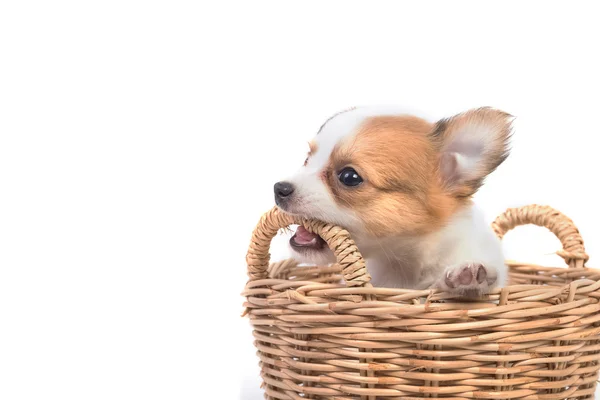 Очаровательный щенок чихуахуа в корзине — стоковое фото