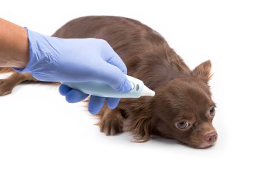 şirin chihuahua muayene veteriner tarafından sahip. Veteriner con