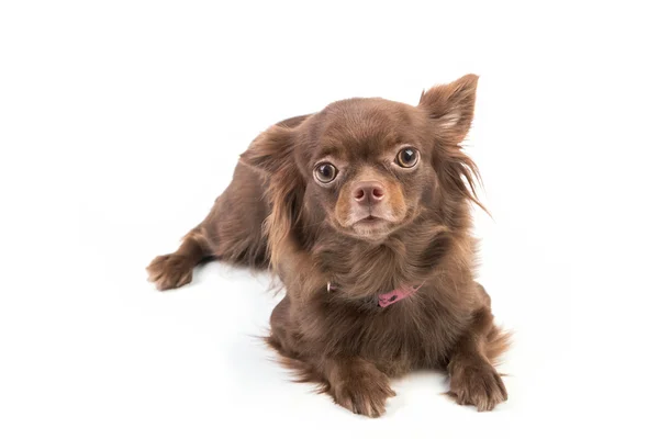 Framifrån söta Chihuahua hunden liggande på isolera — Stockfoto