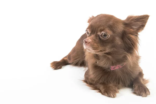 Bonito Chihuahua cão deitado no isolado — Fotografia de Stock