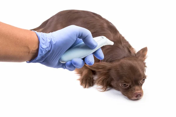 Söt chihuahua med medicinsk undersökning av veterinär. Veterinärmedicinska con — Stockfoto