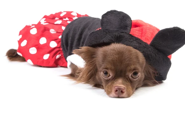 Söt chihuahua hunden i mode klänning, isolera — Stockfoto