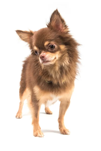 Chihuahua aranyos kiskutya álló egyenes látszó-on fényképezőgép elkülönítése — Stock Fotó