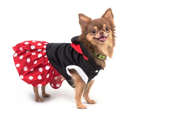 Söt chihuahua hunden i röd klänning, isolera — Stockfoto
