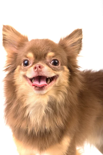 Niedlicher Chihuahua steht gerade und schaut isoliert in die Kamera — Stockfoto