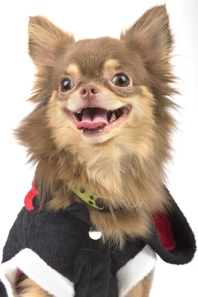 Aranyos chihuahua kutya divat ruha, elkülönítése — Stock Fotó