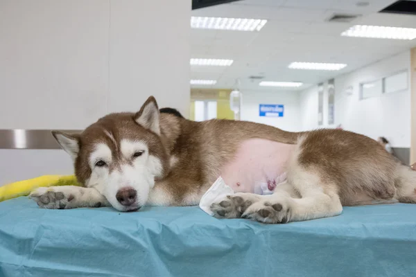 Nemocný sibiřský husky ve veterinární nemocnici — Stock fotografie