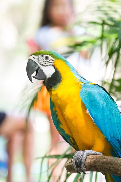 Beautiful Blue-and-yellow Macaw (Ara ararauna) — Stock Photo, Image