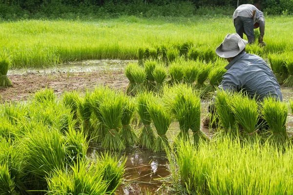 Crecimiento, agricultura y cultivo tradicionales de arroz de estilo tailandés —  Fotos de Stock