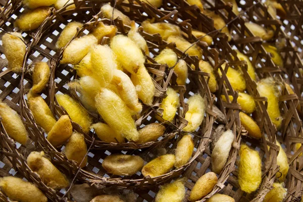 Silk worms nest in bamboo basket — Stock Photo, Image