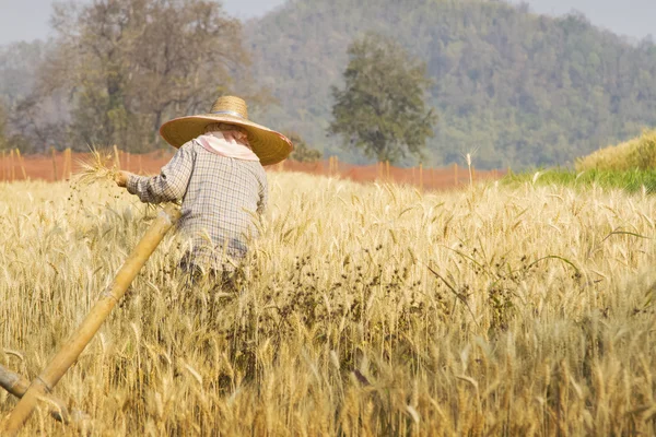 Agricultor com trigo nas mãos. Campo de trigo no fundo . — Fotografia de Stock