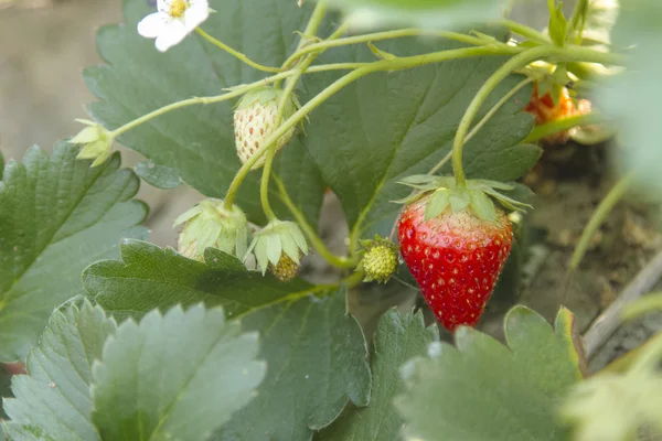 Morangos frescos que são cultivados em estufas — Fotografia de Stock