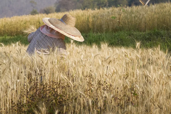 손에 밀가루와 농부입니다. 배경 밀의 분야. — 스톡 사진