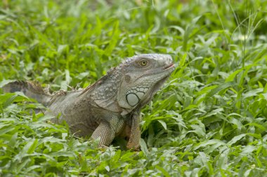 iguana closeup çekim