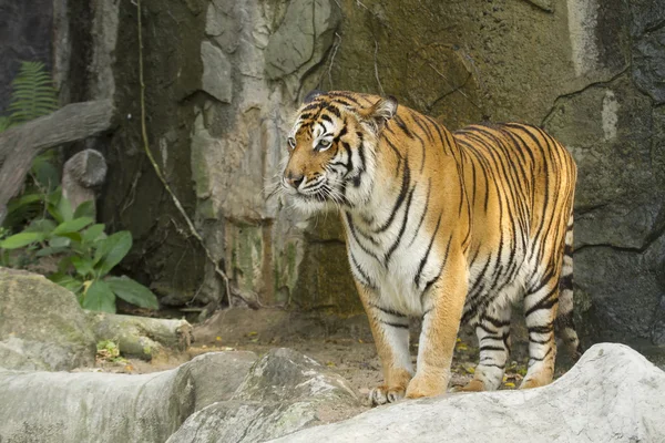 Tygrys Bengalski stoją na skale — Zdjęcie stockowe