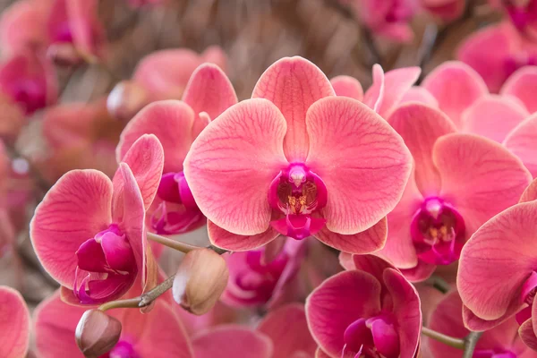 Közelkép a phalaenopsis orchidea. Orchidea virágok csokor — Stock Fotó