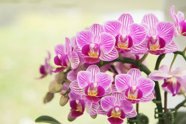 Close-up van roze orchidee phalaenopsis. Boeket bloemen orchideeën — Stockfoto