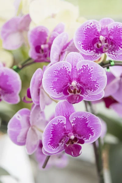 Close-up van roze orchidee phalaenopsis. Boeket bloemen orchideeën — Stockfoto