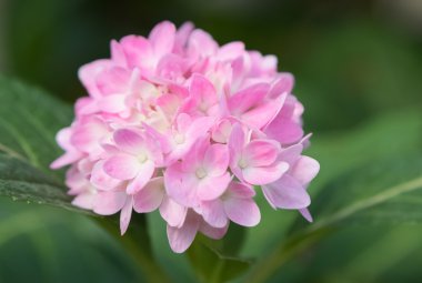 Ortanca çiçek (Hydrangea macrophylla) bir Bahçe