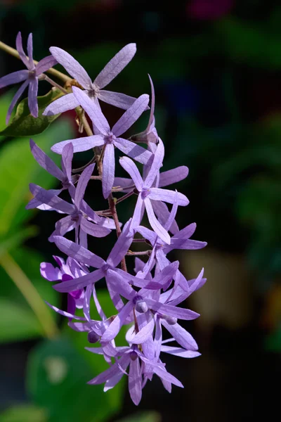 Flores de Petrea. (Corona de la reina, lija vid, corona púrpura ) — Foto de Stock
