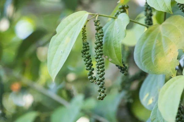 Pimienta verde fresca — Foto de Stock