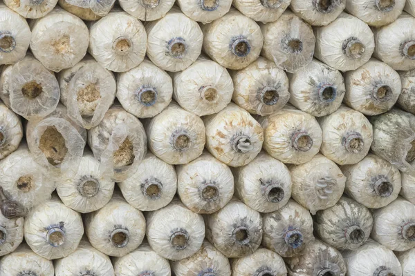Cultivo de hongos ostreros, que crece en la granja — Foto de Stock