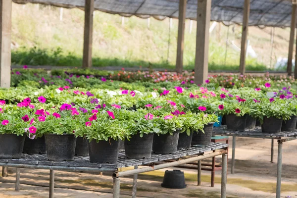 Flores em vasos à venda em viveiro de plantas — Fotografia de Stock