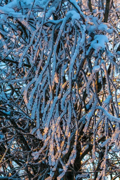 Gałęzie drzewa w lodzie. — Zdjęcie stockowe