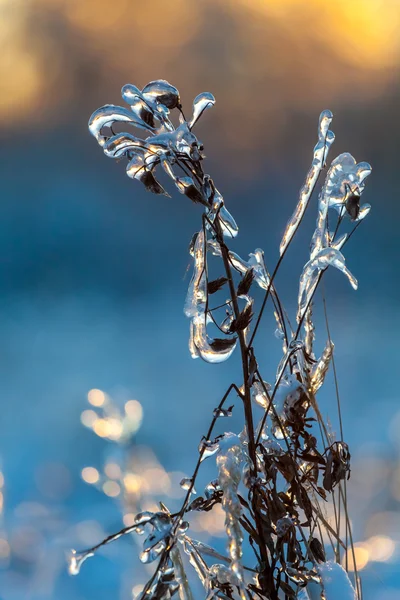 Bush dans la glace . Images De Stock Libres De Droits