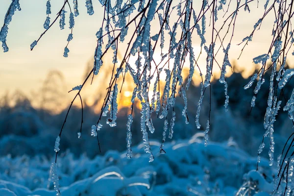 Branches d'un arbre dans la glace . Image En Vente