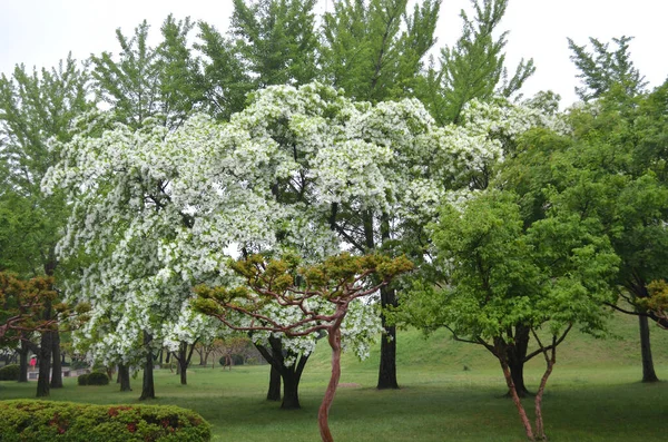 Some Trees Clustered Base Grass Covered Hill Park One Covered — Stock Photo, Image