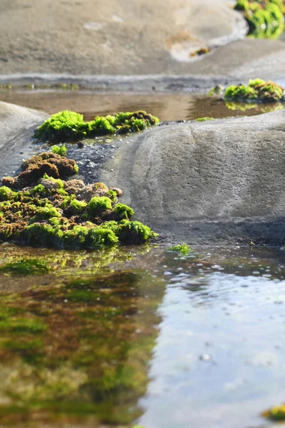Alghe Verdi Brune Crescono Una Piscina Rocciosa Sopra Rocce Circostanti — Foto Stock