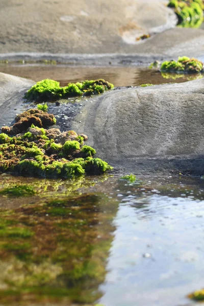Yeşil ve kahverengi deniz yosunları bir kaya havuzunda ve etrafındaki kayaların üzerinde yetişiyor. Suda bir yansıma olarak görülebilir..