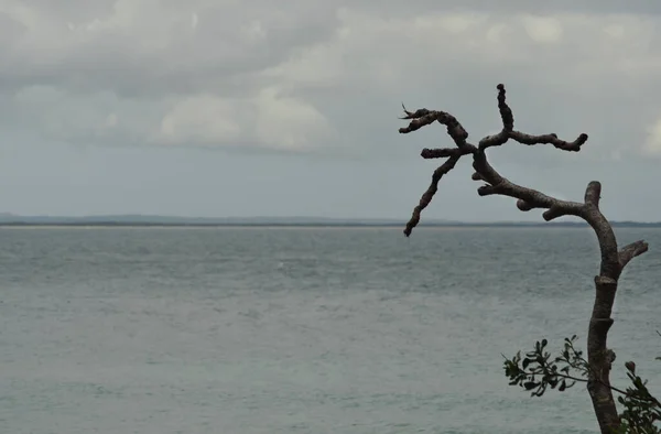 Mar Gris Está Enmarcado Por Las Ramas Árbol Muerto Cielo — Foto de Stock