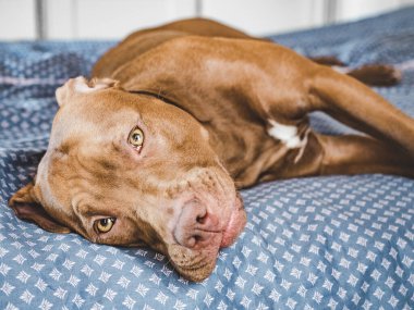 Çikolata renginde sevimli bir köpek yavrusu. Yakın plan, kapalı mekan. Gün ışığı. Bakım, eğitim, itaat eğitimi, evcil hayvan yetiştirme kavramı