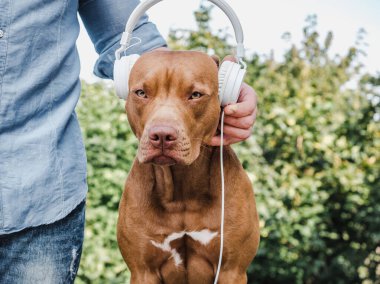 Sevimli, güzel bir çikolata rengi. Yakın plan.