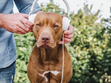 Sevimli, güzel bir çikolata rengi. Yakın plan.