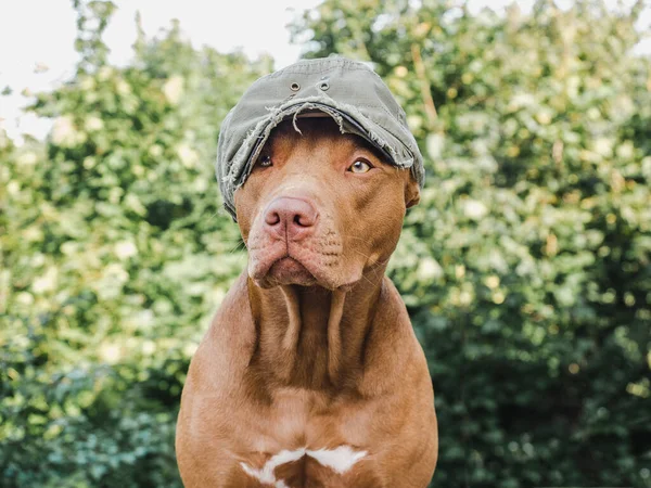 Charmant, joli chiot de couleur chocolat. Gros plan — Photo