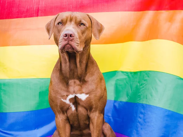 Charming, sweet puppy of chocolate color. Closeup — Stock Photo, Image