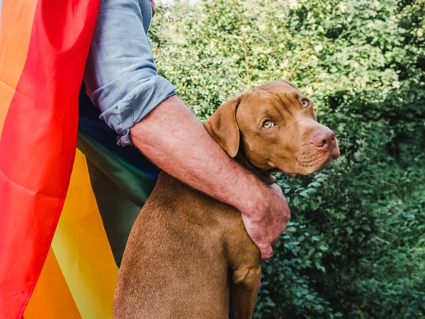 Charmanter, süßer Welpe von Schokoladenfarbe. Nahaufnahme — Stockfoto