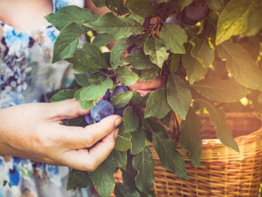 Olgunlaşmış erik toplayan dişi eller. Hasat ve hazırlık.