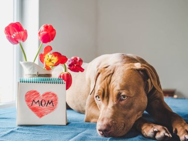 Kahverengi ve parlak lalelerden oluşan sevimli bir köpek yavrusu.